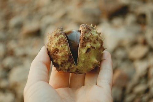 拿着栗子的人的选择聚焦摄影 · 免费素材图片