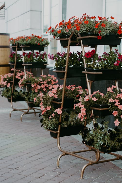 白色彩绘房间内的架子上的花朵的什锦颜色 · 免费素材图片