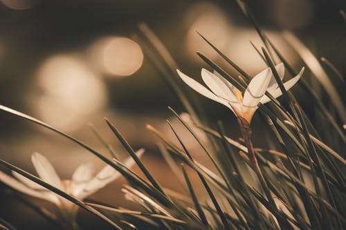 白番红花花的选择性聚焦摄影 · 免费素材图片