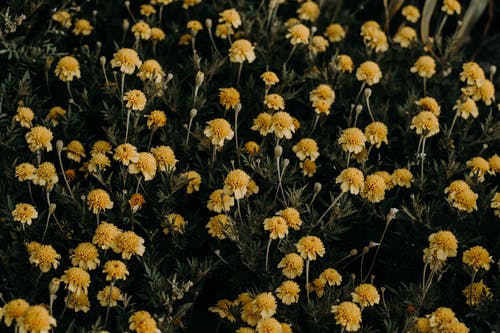 黄色的花的特写摄影 · 免费素材图片