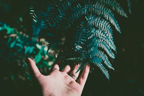 持有绿叶植物的人 · 免费素材图片