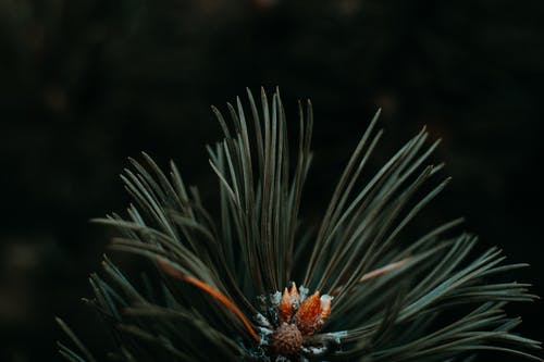 绿色和橙色叶子的植物的特写照片 · 免费素材图片