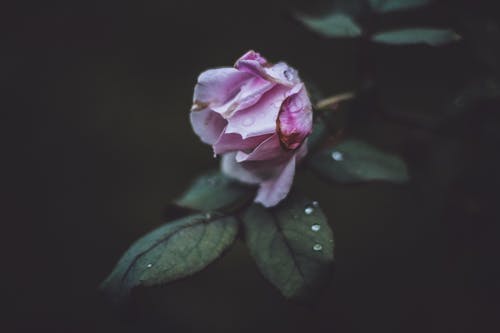 粉红玫瑰的选择性聚焦摄影 · 免费素材图片