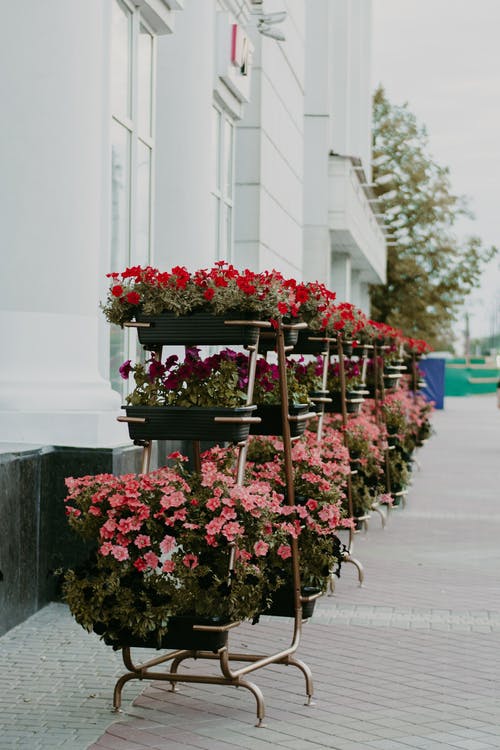 在混凝土路面上的红色和粉红色的天竺葵花 · 免费素材图片
