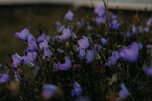 紫色花瓣花的选择性焦点照片 · 免费素材图片