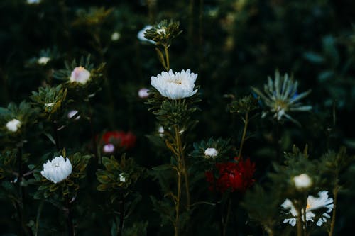 几朵花 · 免费素材图片