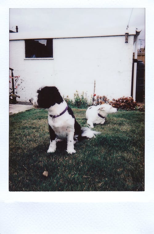 坐在草地上的长毛的小型黑白狗 · 免费素材图片