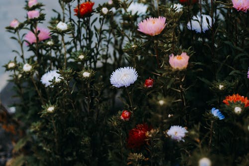 七彩花朵的选择性聚焦摄影 · 免费素材图片
