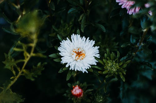 白色和粉红色的花瓣花 · 免费素材图片