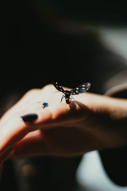 栖息在人的小指上的黑翅昆虫的选择性聚焦摄影 · 免费素材图片
