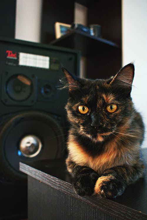 黑色桌面上的黑色和棕色猫 · 免费素材图片