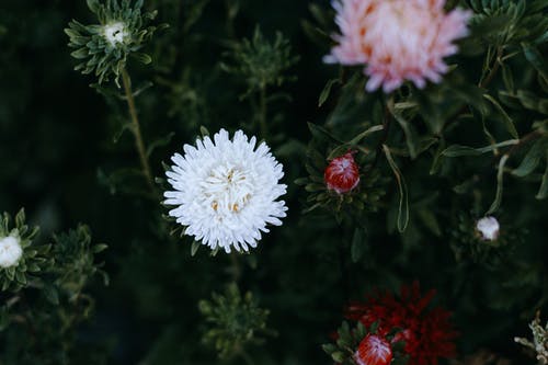 白色和粉红色的菊花特写摄影 · 免费素材图片