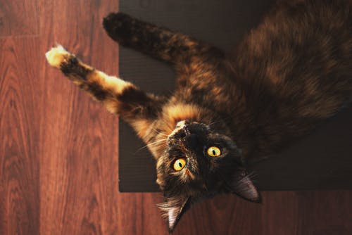 棕色虎斑猫在地板上 · 免费素材图片