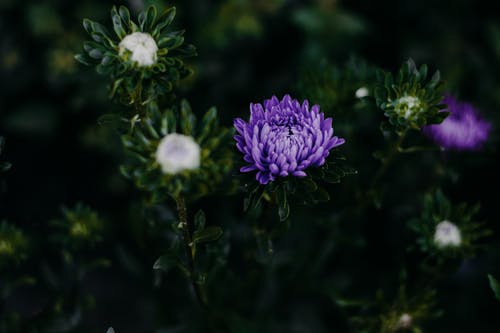 在特写照片中的紫色菊花花 · 免费素材图片