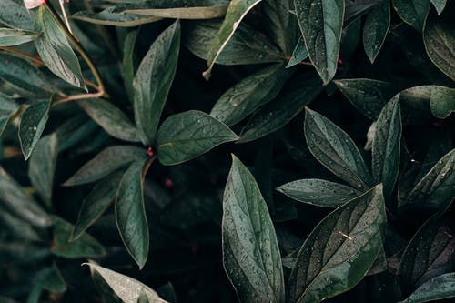 绿叶植物的特写照片 · 免费素材图片