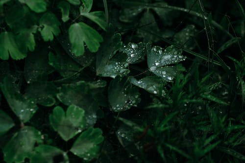 绿叶与水滴照片 · 免费素材图片
