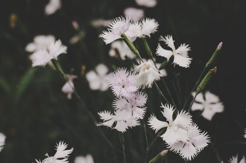 低光照片白色花瓣花 · 免费素材图片