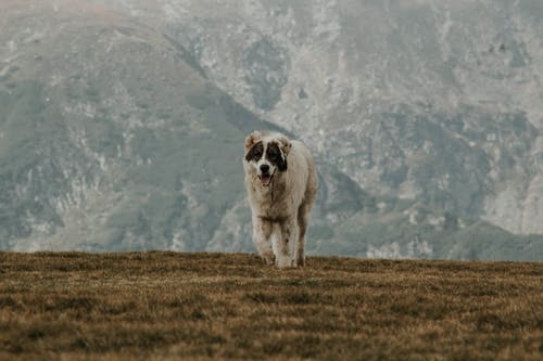 狗站在草地上，山景 · 免费素材图片