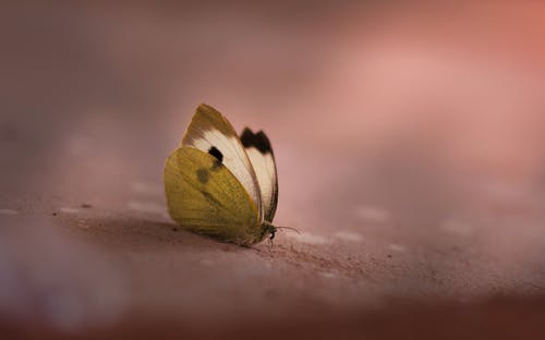 棕色表面上的蝴蝶的选择性聚焦摄影 · 免费素材图片
