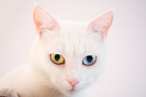 短毛白猫的特写摄影 · 免费素材图片