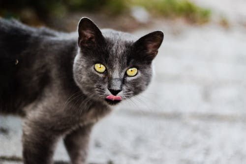 猫在灰色的沙滩上的选择性聚焦摄影 · 免费素材图片