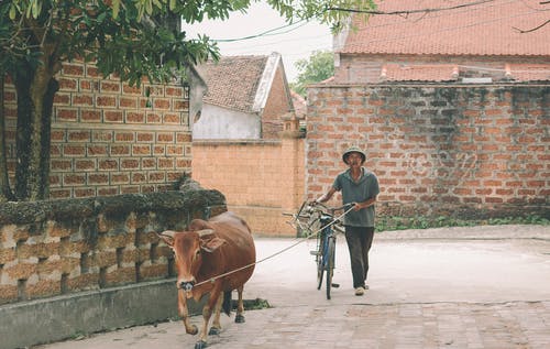 人与自行车和棕色牛走 · 免费素材图片