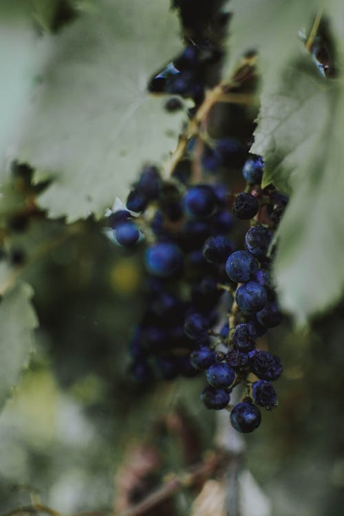 蓝莓的选择性焦点照片 · 免费素材图片