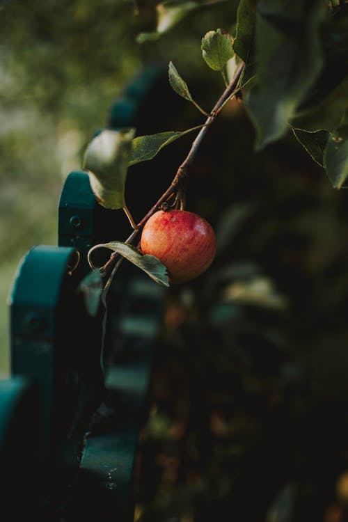 苹果在树枝上 · 免费素材图片