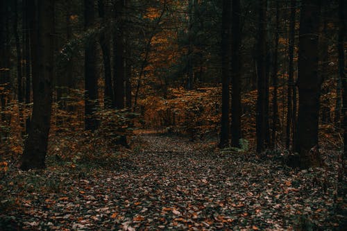 的照片森林 · 免费素材图片