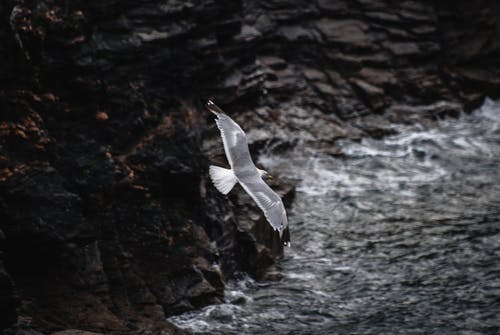 飞翔的海鸥特写摄影 · 免费素材图片