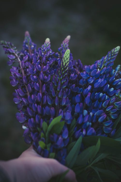 持有紫色花的人 · 免费素材图片