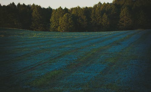 蓝调的领域 · 免费素材图片