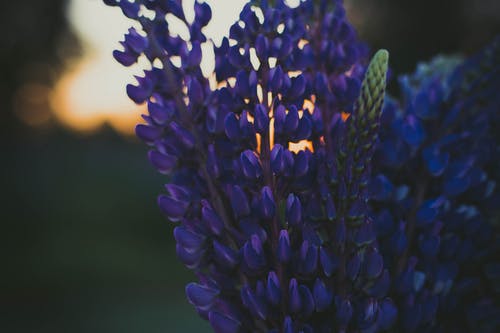 紫色羽扇豆花的选择性聚焦摄影 · 免费素材图片
