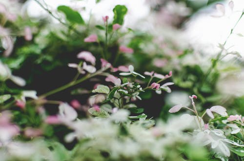 白色和粉红色的花瓣花的选择性聚焦摄影 · 免费素材图片