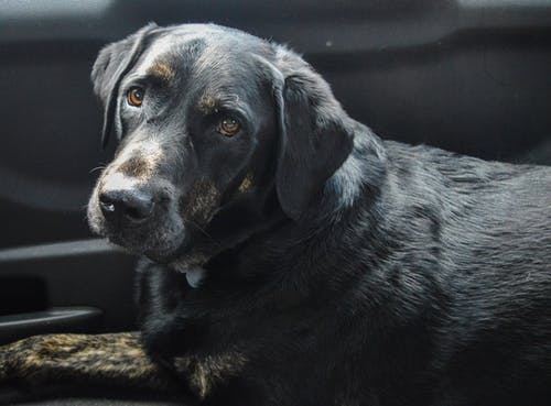 成年黑色拉布拉多犬 · 免费素材图片