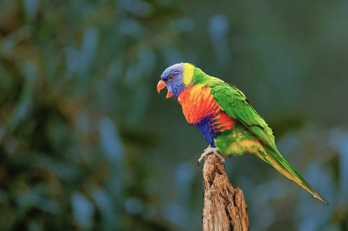 彩虹澳洲鹦鹉的选择性聚焦摄影 · 免费素材图片