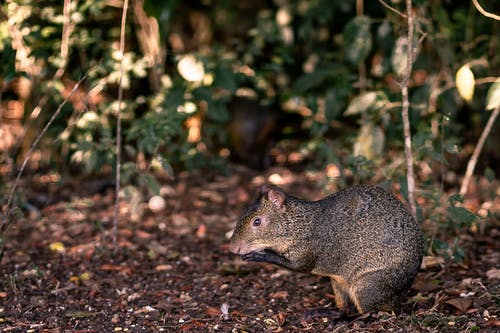 地面上的褐鼠 · 免费素材图片