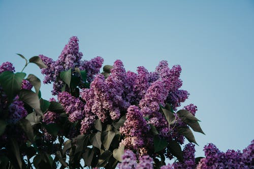 紫色的花 · 免费素材图片