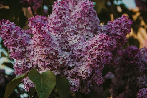 紫色花瓣花的特写照片 · 免费素材图片