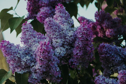 紫色的丁香花的选择性焦点照片 · 免费素材图片