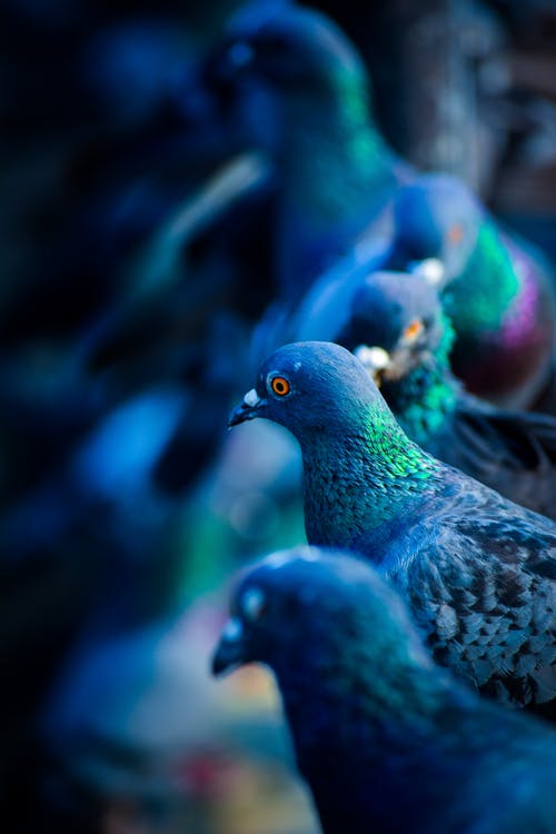绿蓝鸽子群 · 免费素材图片