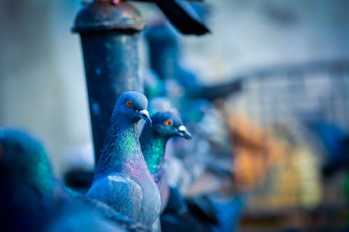 绿色鸽子的选择性聚焦照片 · 免费素材图片