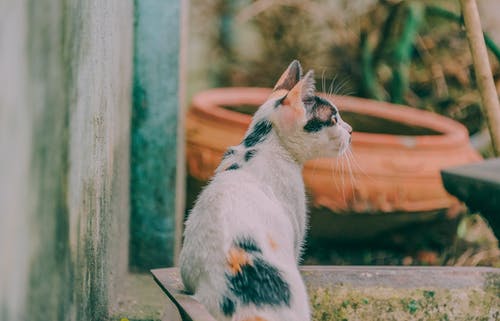 灰墙旁边的印花布猫 · 免费素材图片