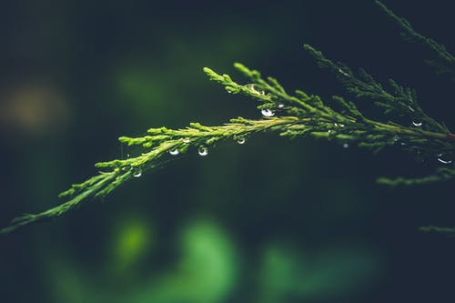 绿枞树枝与露水 · 免费素材图片