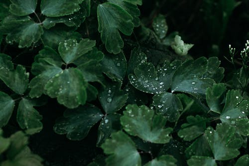 绿叶在微距摄影 · 免费素材图片