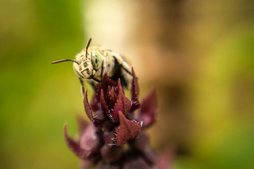 选择性聚焦摄影的白蜂栖息在紫色的小花 · 免费素材图片