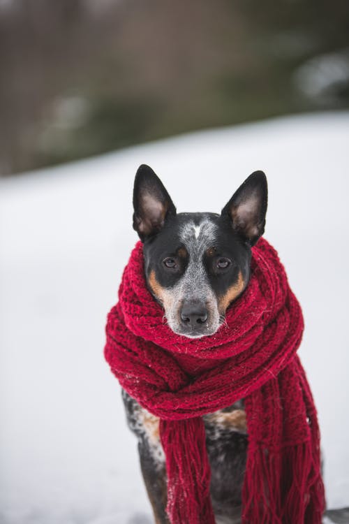 狗坐在雪地上选择性聚焦摄影戴着流苏的钩针围巾 · 免费素材图片