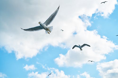 几个飞翔的海鸥 · 免费素材图片