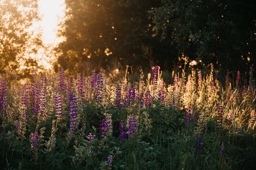 紫色羽扇豆花 · 免费素材图片