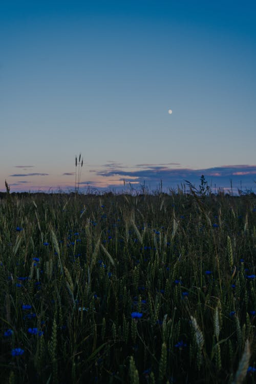 蓝色矢车菊和棕色小麦植物 · 免费素材图片